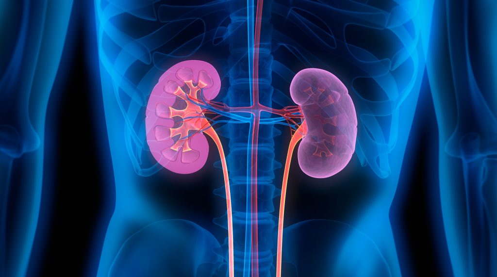 How Much Water Is Enough for Hydration, Kidney Function, and the Prevention of Kidney Stones and Renal Problems